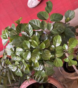 A potted plant with glossy green leaves on a red mat background. Partial view of a person's sneaker is visible at the top, adding a casual tone.