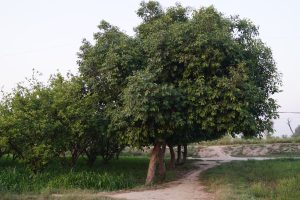 A path winds through a lush green landscape, bordered by several large trees with thick foliage. 