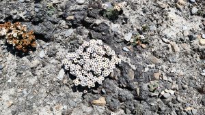 A cluster of small white flowers with orange centers grows among brown and gray rocky soil.