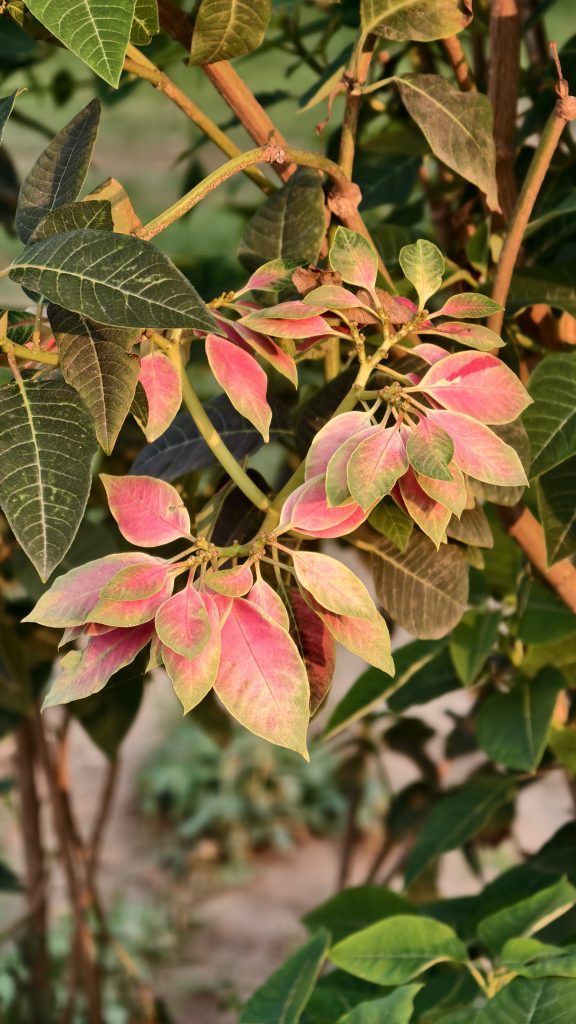 Poinsettia plant with dark green leaves and smaller variegated leaves in pink, yellow, and light green, with thin brown stems in warm natural sunlight.
