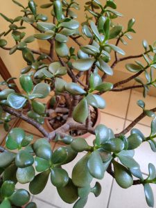 Succulent plant known as the “jade plant,” featuring fleshy, glossy deep-green leaves. Its sturdy and harmonious appearance makes it a popular ornamental plant associated with prosperity and good fortune.