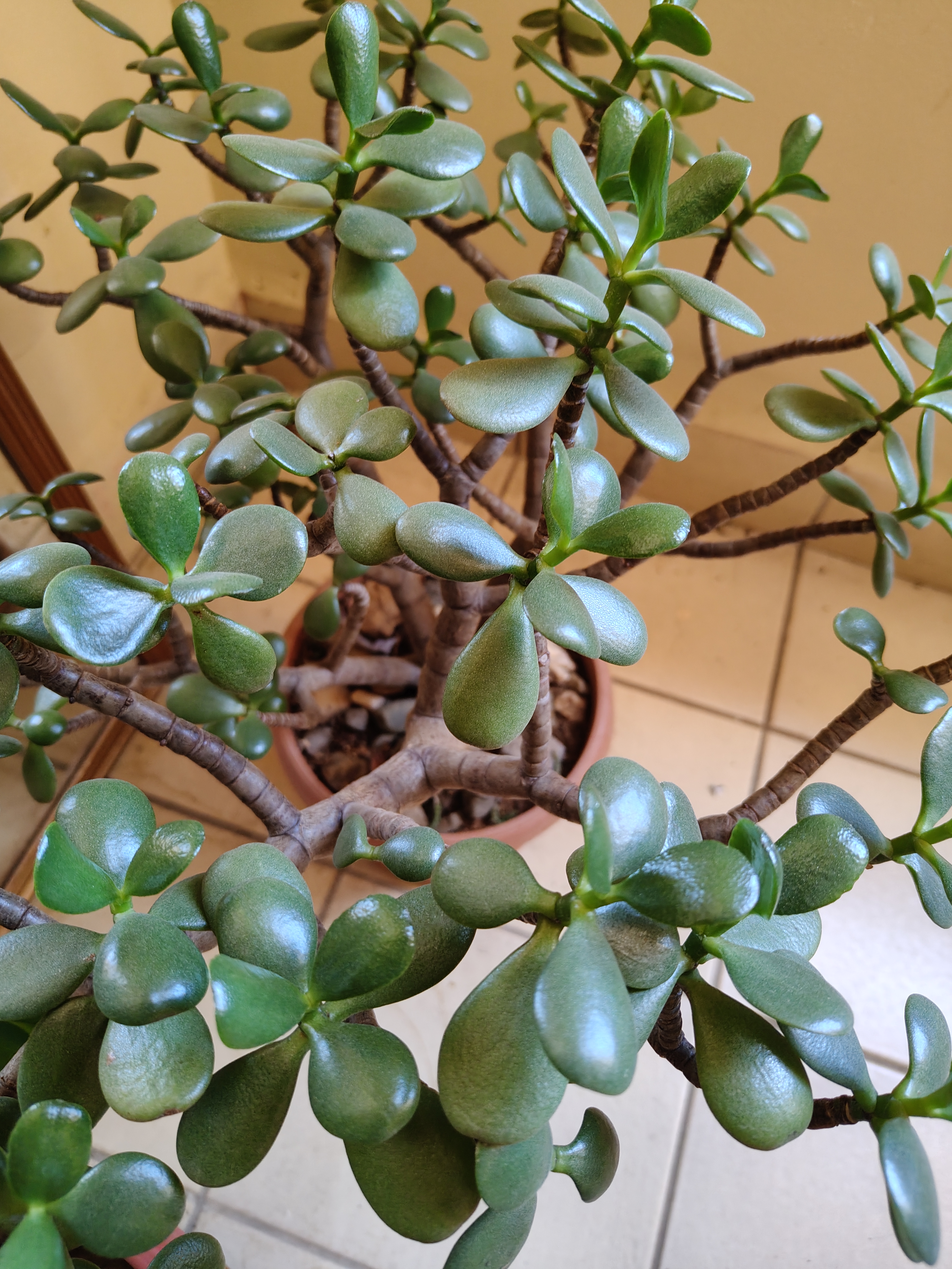 Succulent plant known as the “jade plant,” featuring fleshy, glossy deep-green leaves. Its sturdy and harmonious appearance makes it a popular ornamental plant associated with prosperity and good fortune.