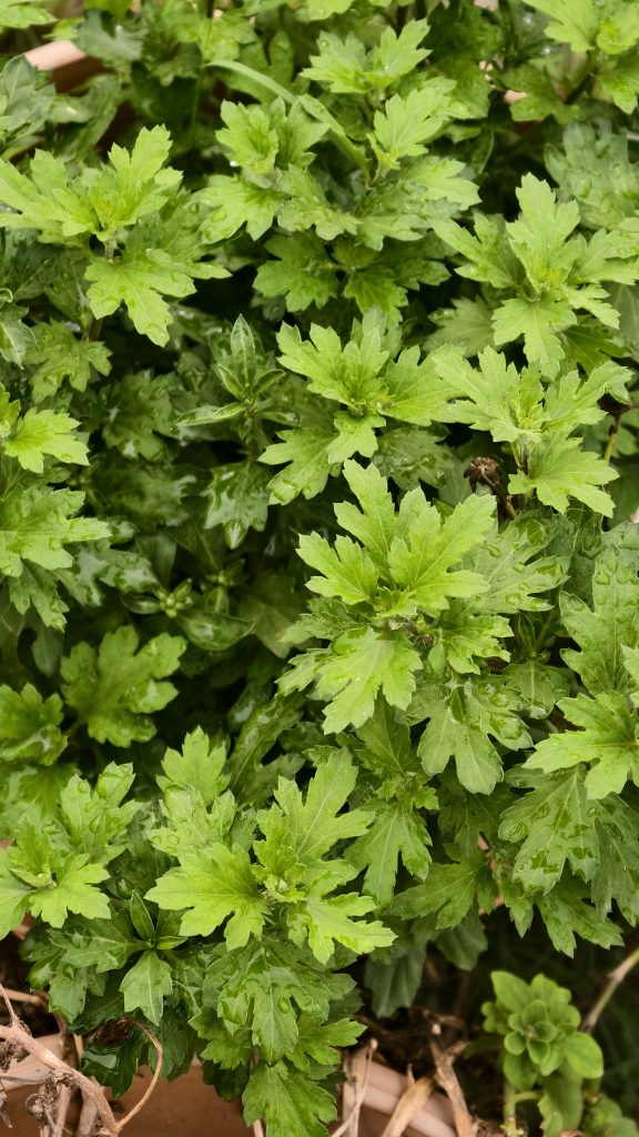 A leafy green plant with deeply lobed leaves is covered in tiny water droplets, growing densely in a light-colored garden pot.