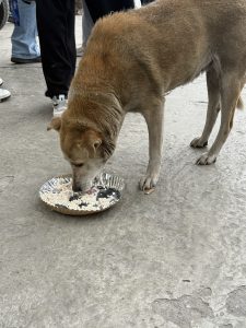 A brown dog eating from a plate on a concrete ground, surrounded by people in casual attire.
