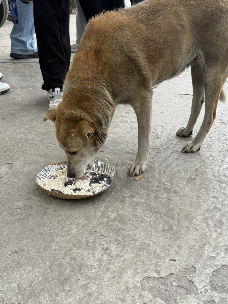 A brown dog eating from a plate on a concrete ground, surrounded by people in casual attire.