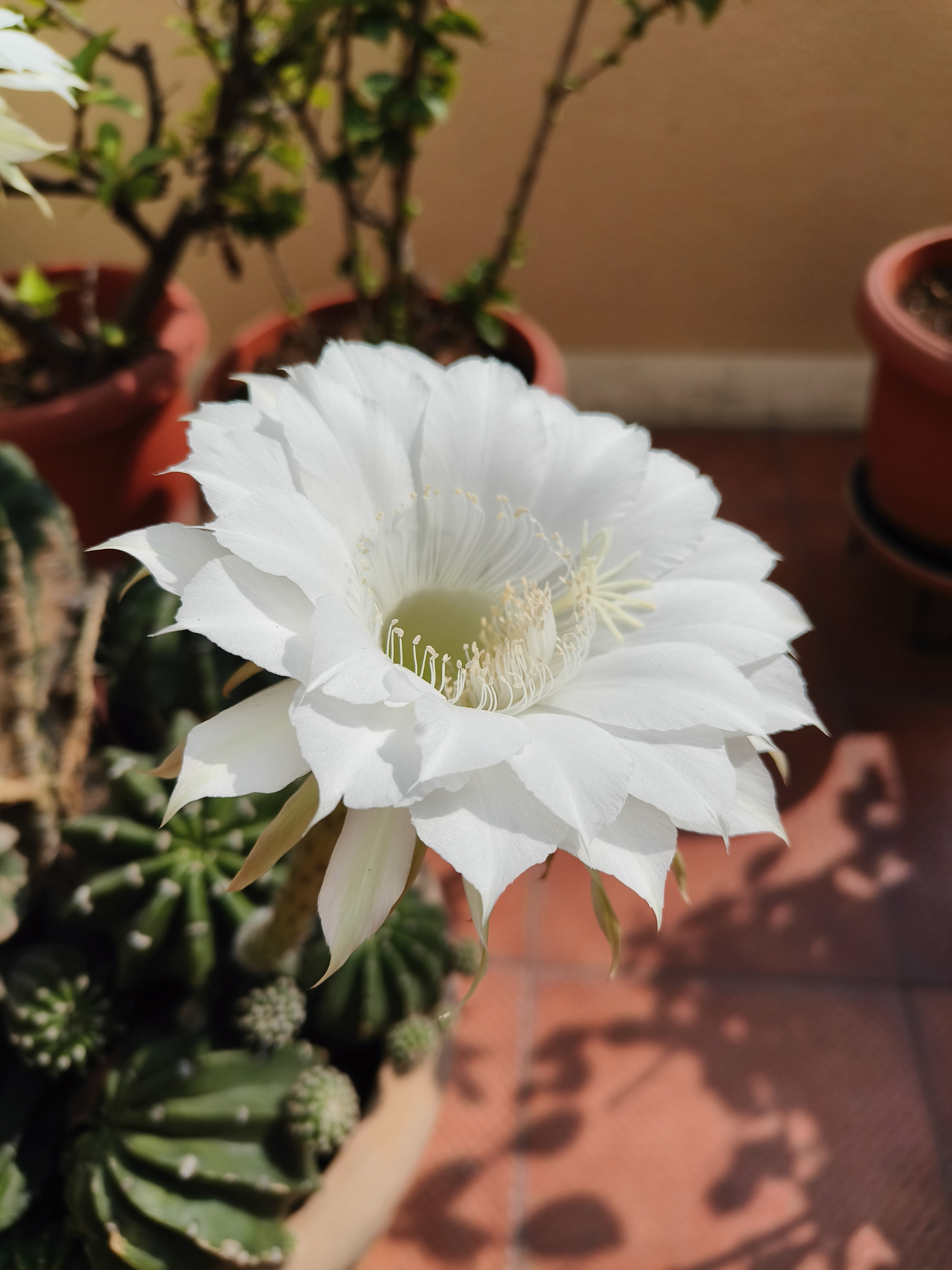 A white cactus flower in full bloom.