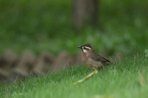 A close-up shot of a white-browed laughingthrush stands on a grass ground against a soft green background.
