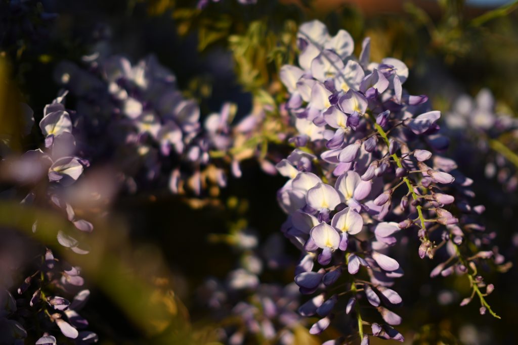 A close-up view of purple wisteria flowers in soft focus. The blooms are cascading, displaying delicate petals in shades of light purple, with subtle hints of white.