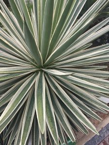 Long green leaves with light edges spread outward in a symmetrical pattern, with water droplets adding freshness and texture.