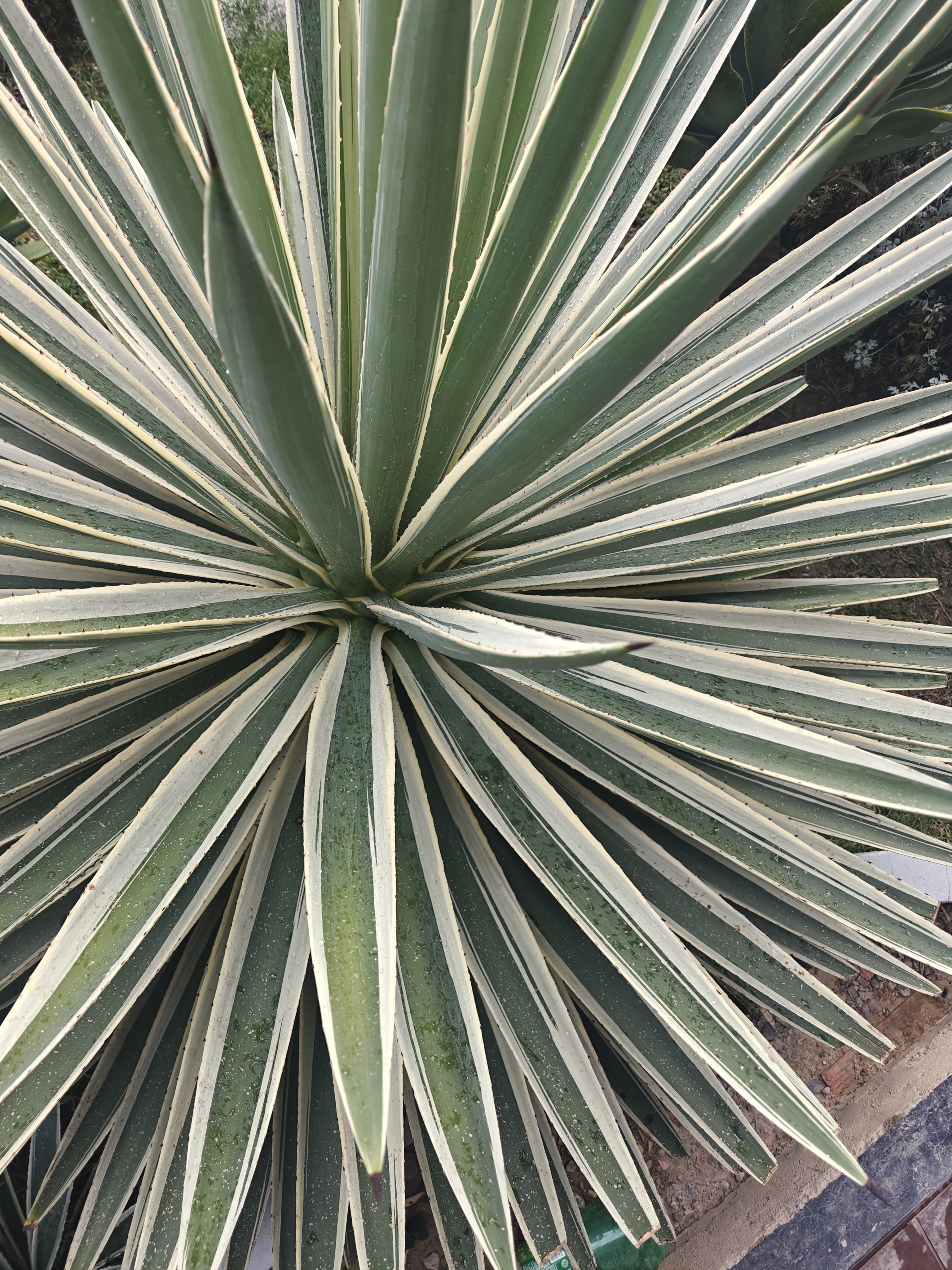 Long green leaves with light edges spread outward in a symmetrical pattern, with water droplets adding freshness and texture.