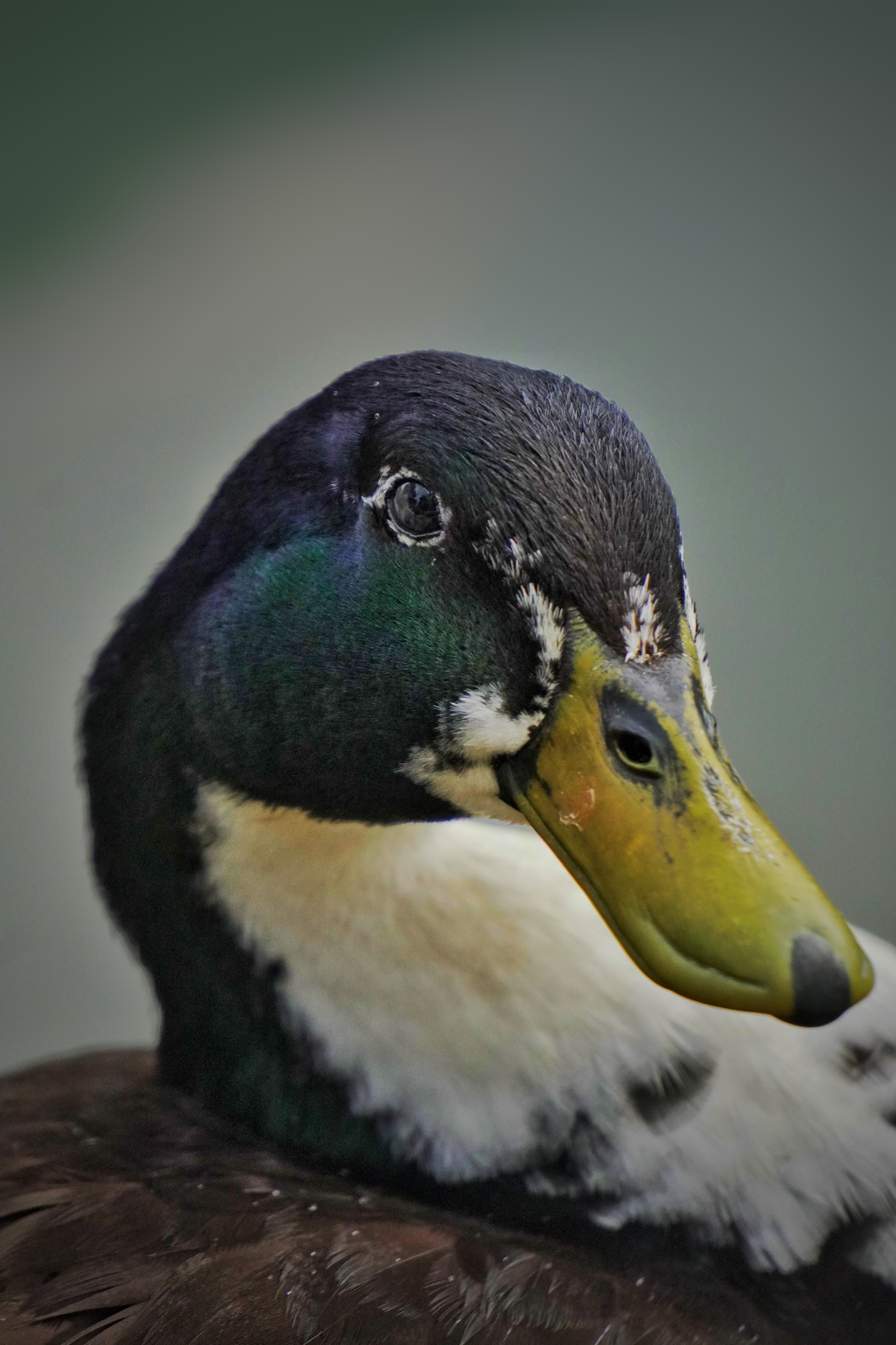 A close-up photograph of a duck with dark green iridescent feathers on its head, a white neck, and a yellowish-green bill.