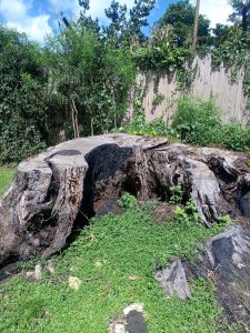 A large weathered tree stump with plants growing in it surrounded by grass and plants in an outdoor setting.
