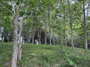 A serene forest scene with leafy trees and a grassy slope creates a lush, peaceful atmosphere at Tomita Satomura Park.