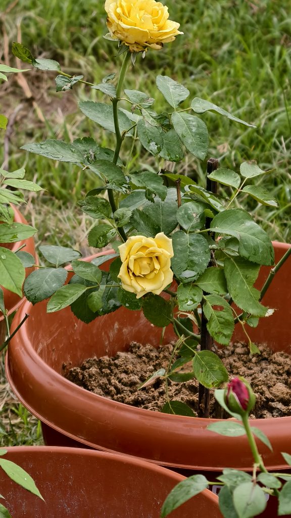 A yellow rose bush in a brown pot blooms with bright yellow roses among green leaves, with a small red bud and grassy background.