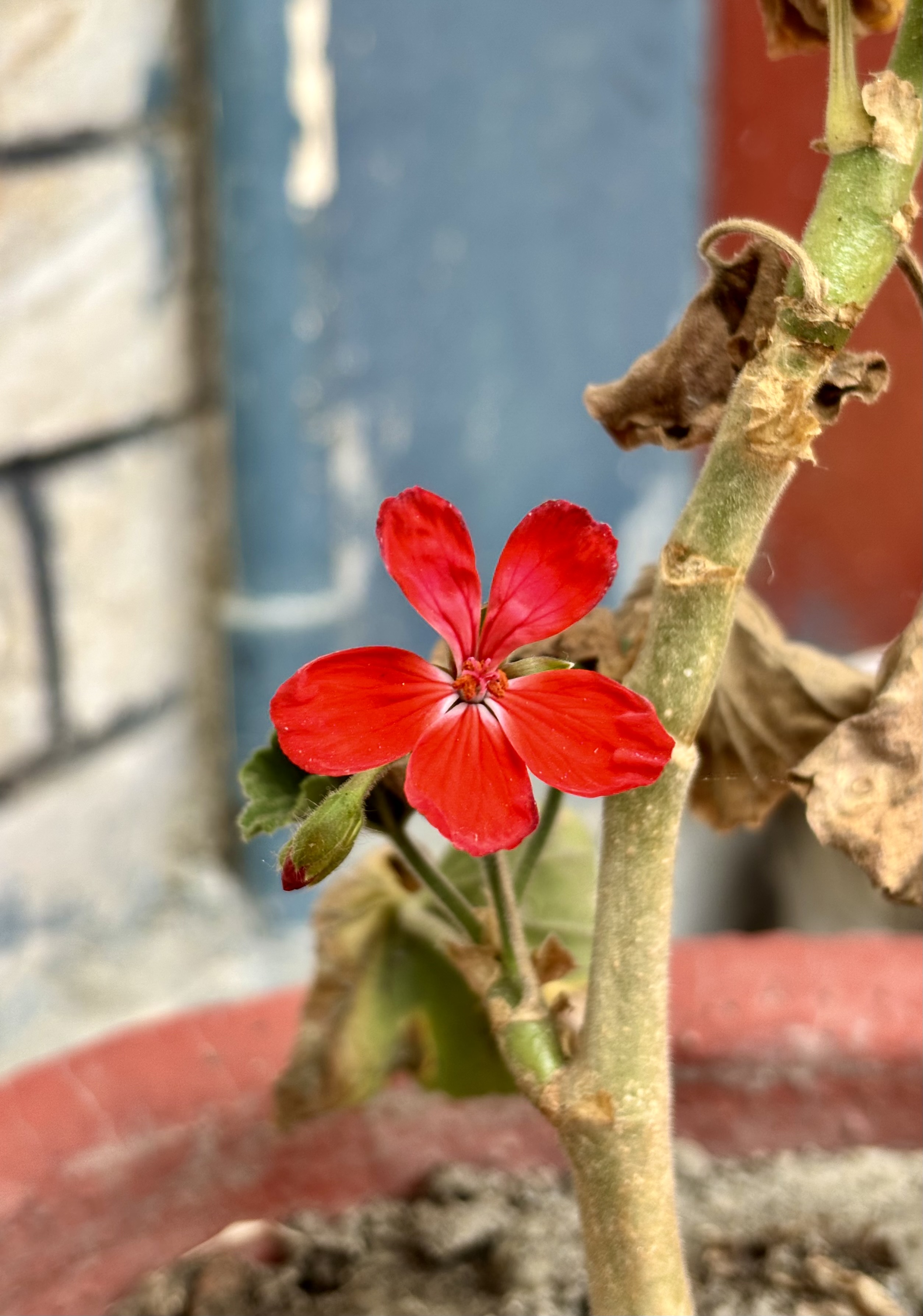 A vibrant red flower with five petals blooms on a stem surrounded by wilted leaves.