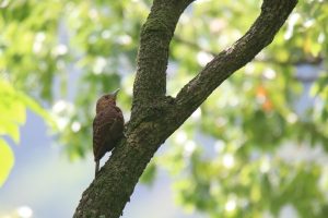 A Rufous Woodpecker perched on a tree with blurred green leaves in the background.