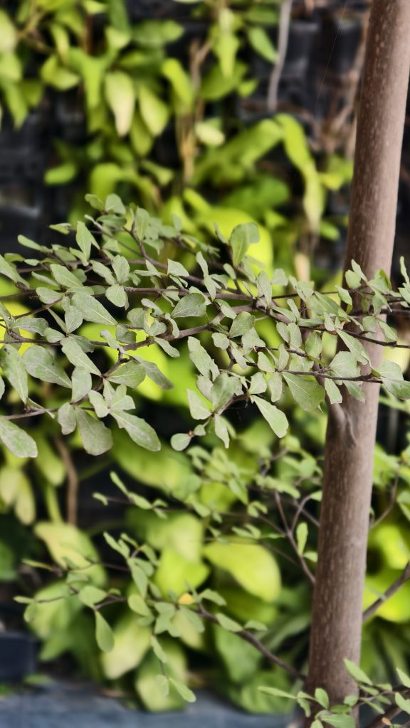 Close-up of a thin branch with small light green oval leaves extending across the frame, with a textured trunk on the right and a blurred green background.