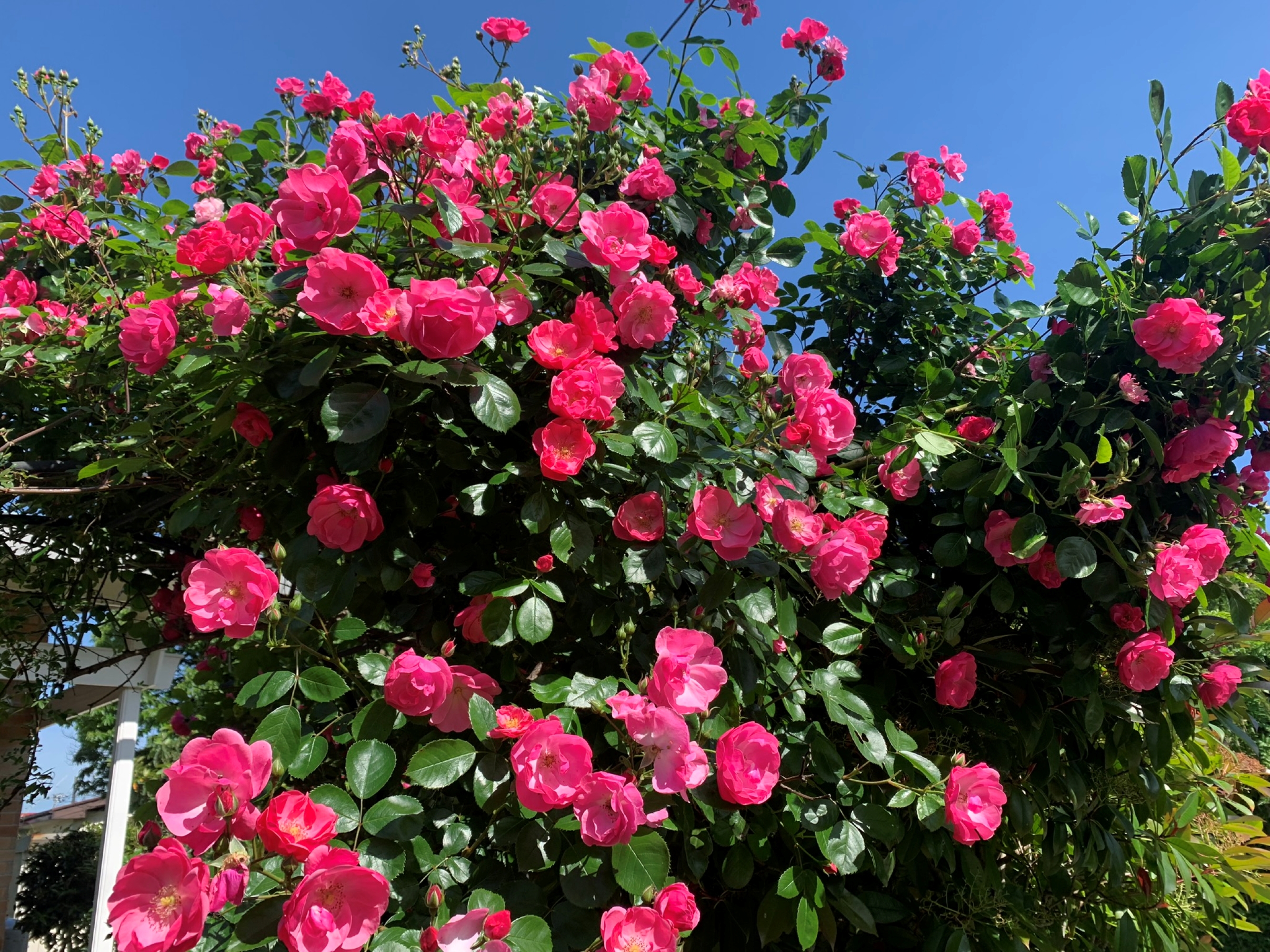 A vibrant floral display featuring clusters of bright pink roses surrounded by lush green leaves against a clear blue sky.