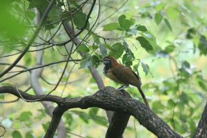 A brown-streaked bird called Greater Necklaced Laughingthrush with a distinctive black and white face pattern, perched on a branch with green leaves nearby.
