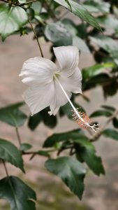 A white hibiscus flower with delicate petals and a long, slender stamen tipped with orange pollen stands out against a backdrop of green leaves.