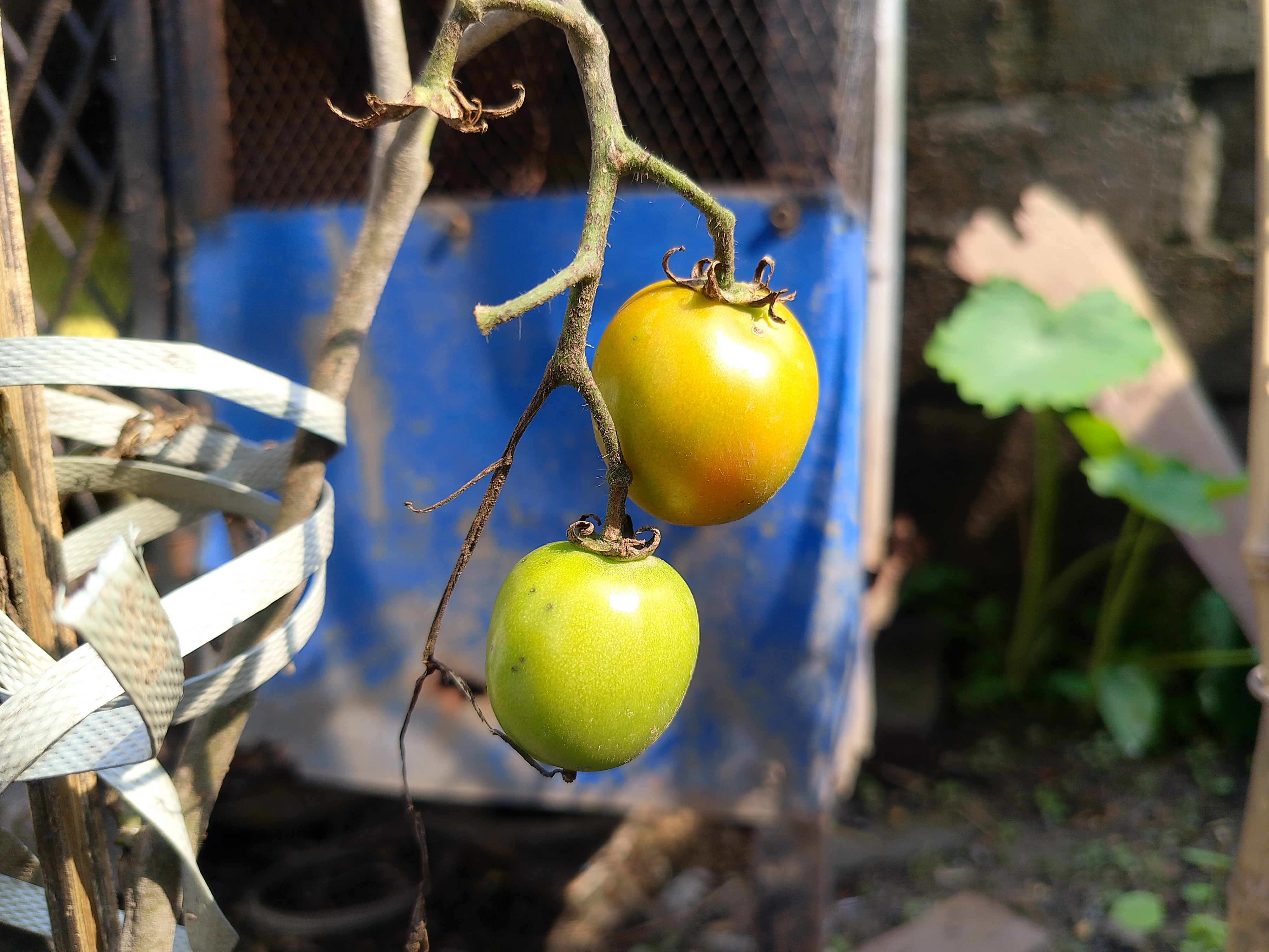 Two unripe tomatoes, one yellow-green and one green, hang on a vine against a blurred blue background, with a leafy plant to the right.
