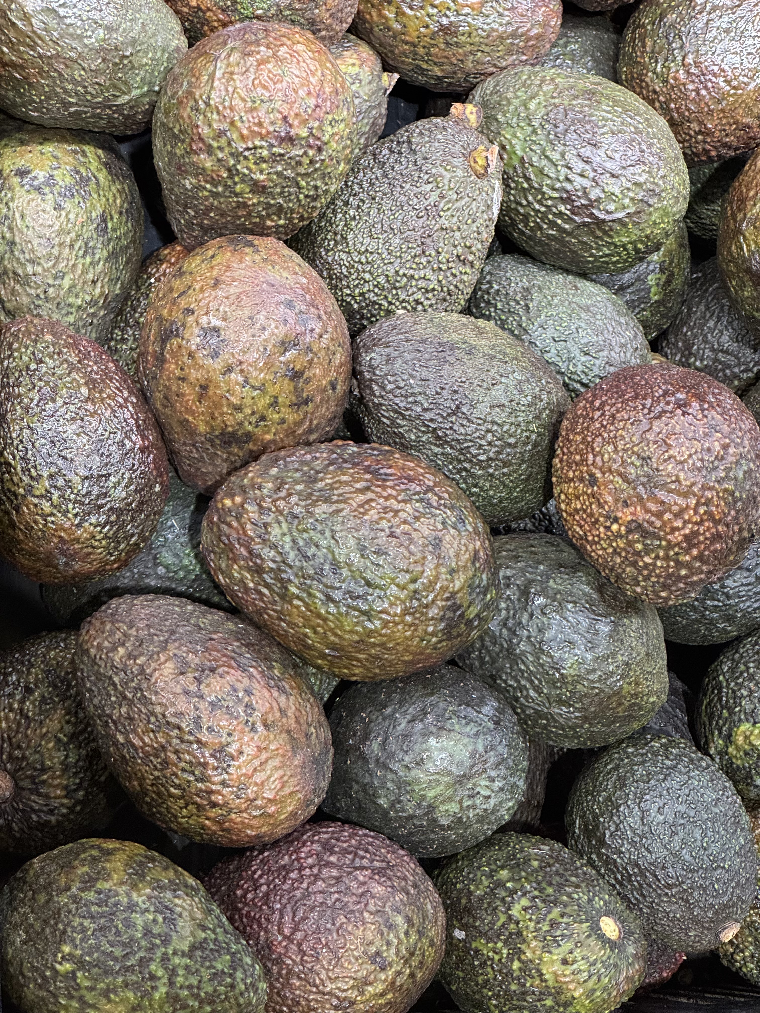 A pile of ripe, textured avocados in varying shades of green and brown fills the frame, showcasing their bumpy skins.