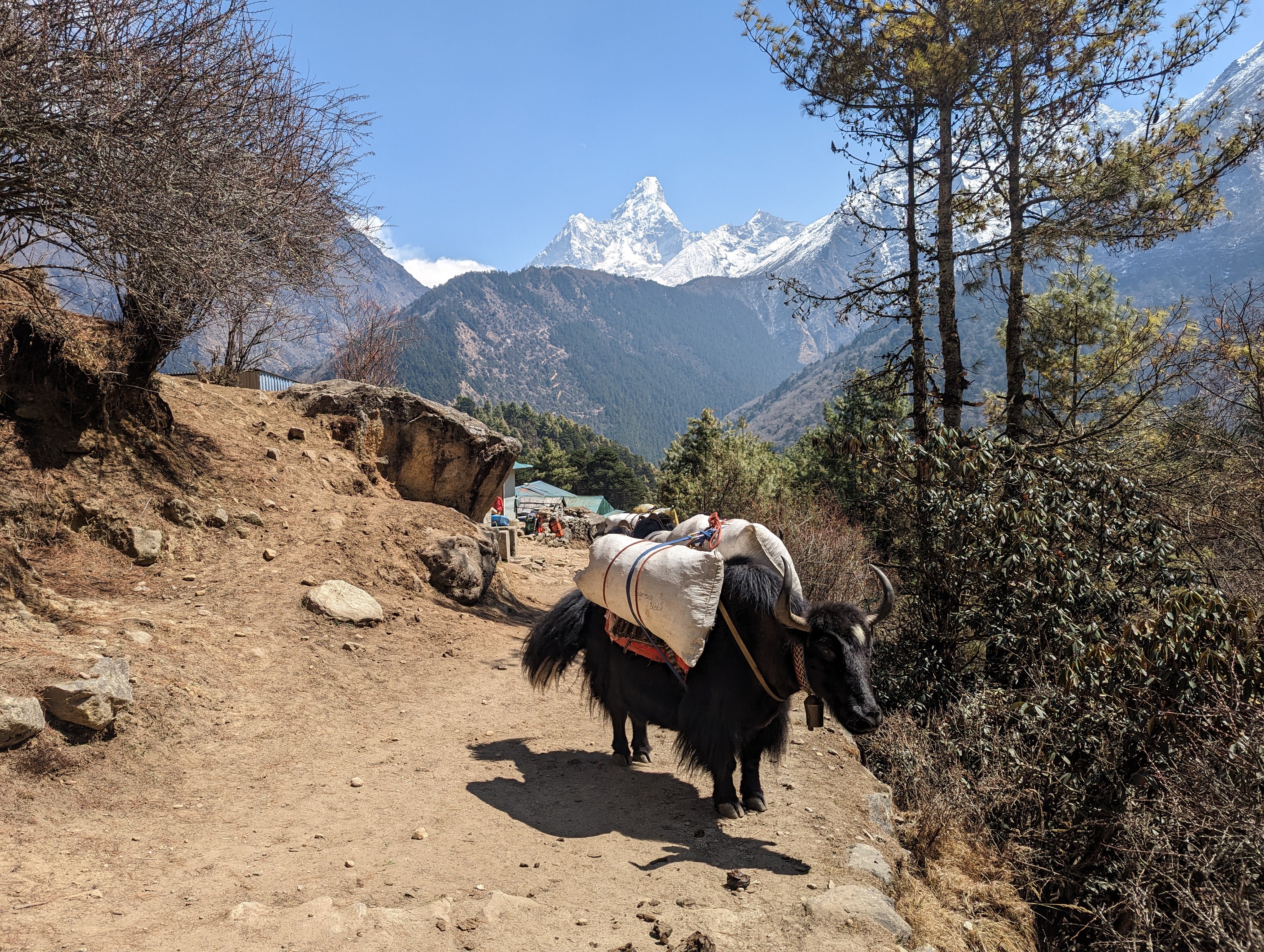 Yak carrying goods on a mountain trail with snow-capped peaks in the background.