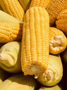 Close-up of fresh yellow corn cobs, some in husks and others exposed. 