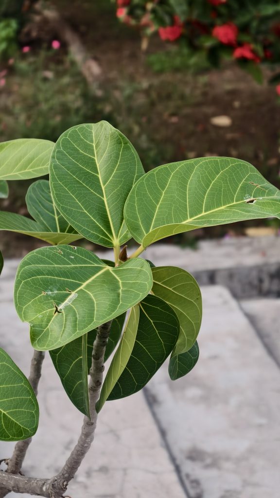 Close-up of a small plant with vibrant green heart-shaped leaves and yellow veins, a minor brown spot on one leaf, and a thin woody stem against a blurred garden background.