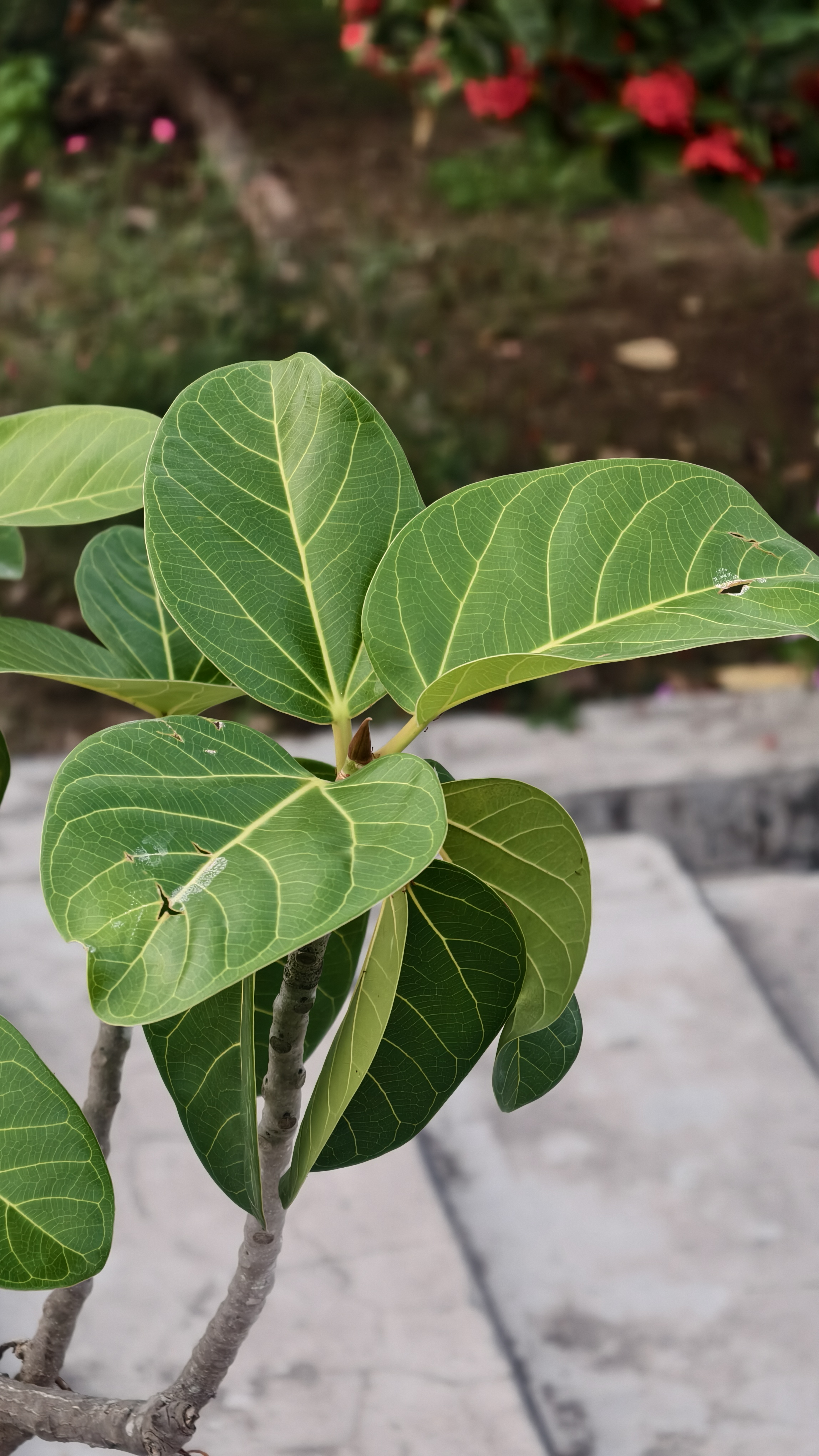 Close-up of a small plant with vibrant green heart-shaped leaves and yellow veins, a minor brown spot on one leaf, and a thin woody stem against a blurred garden background.