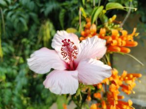 A hibiscus flower with large, ruffled petals displays warm, vibrant tones amid the green foliage. Its prominent stamens rise from the center, adding an exotic, elegant touch that highlights the plant’s tropical beauty in sunlight.
