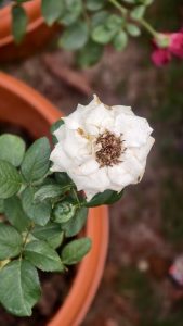 A white rose in a clay pot shows slightly wilted petals and a brown center, highlighting natural beauty and gentle aging.
