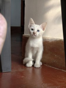 A small white kitten with striking different-colored eyes, one blue and one greenish-grey.
