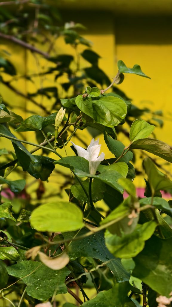 A thin branch has several green leaves and a single white flower with five petals. The flower is partially open, and the leaves have small water droplets on them. The background is a bright, solid yellow color, making the green plant stand out.