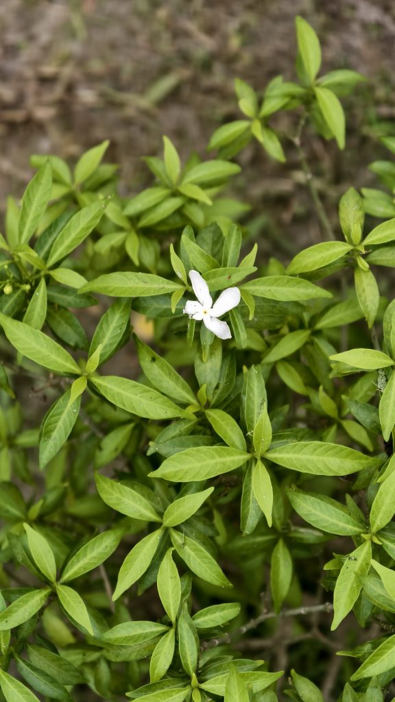A top-down view of a small white five-petaled flower in a dense green bush, with oval leaves forming a star-like pattern around it.