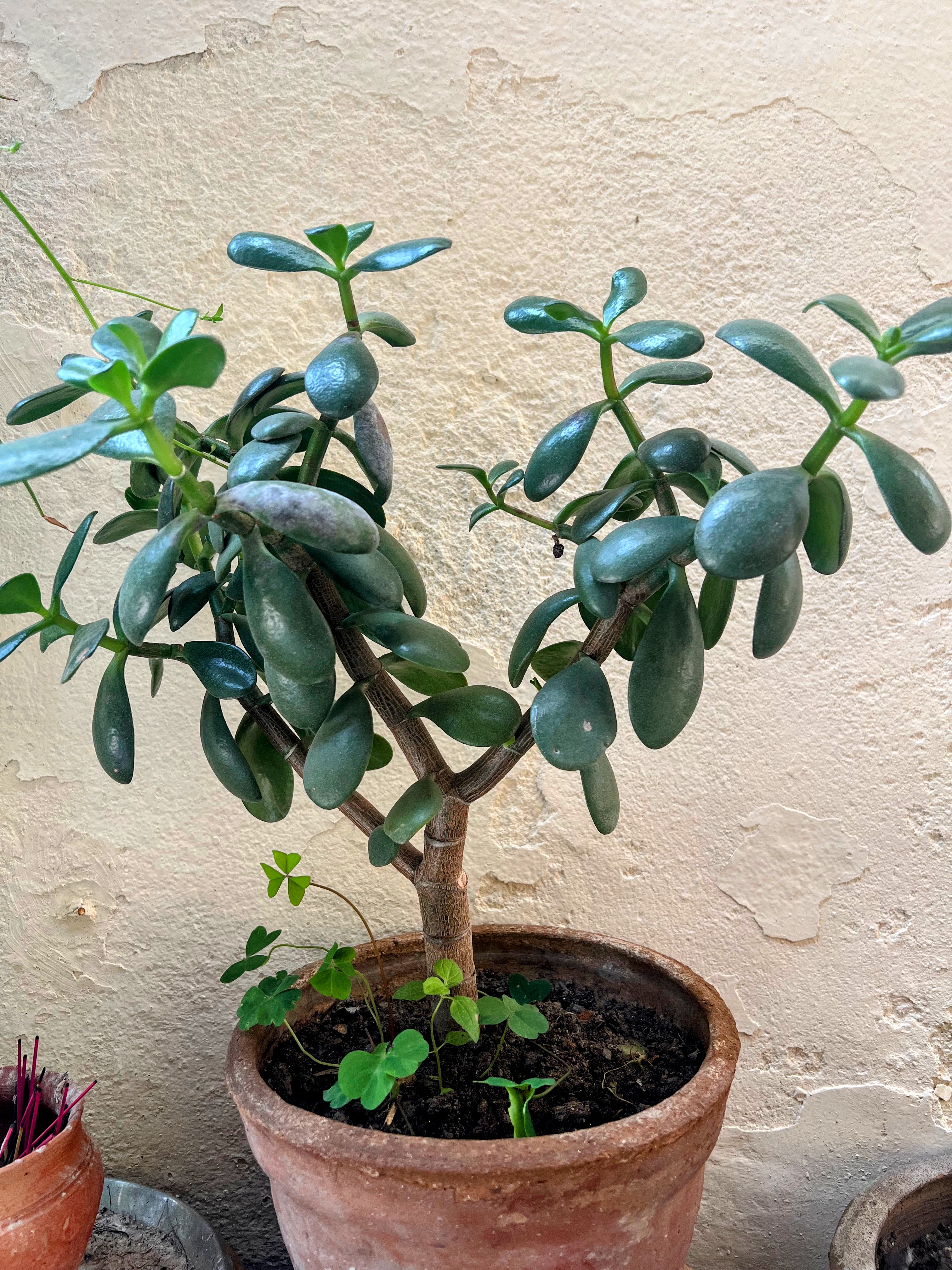 A potted jade plant with thick, green leaves growing indoors against a textured, light-colored wall.
