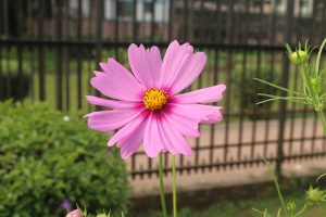 Pink cosmos flower with delicate petals and a bright yellow center blooming in a garden with green plants and a blurred fence in the background.