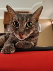 A gray tabby cat rests with its front paws stretched out while staring directly at the camera with large, expressive eyes. The warm lighting highlights the details of its face and curious gaze.