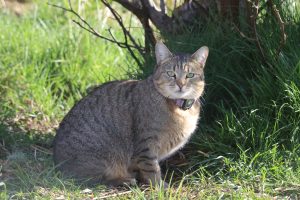 Stripey cat wearing a tracking collar, sits in short lush grass, looking directly into the camera lens.