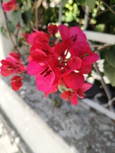 Red flowers stand out against a blurred background, with natural light highlighting soft petals and a warm, vibrant tropical feel.