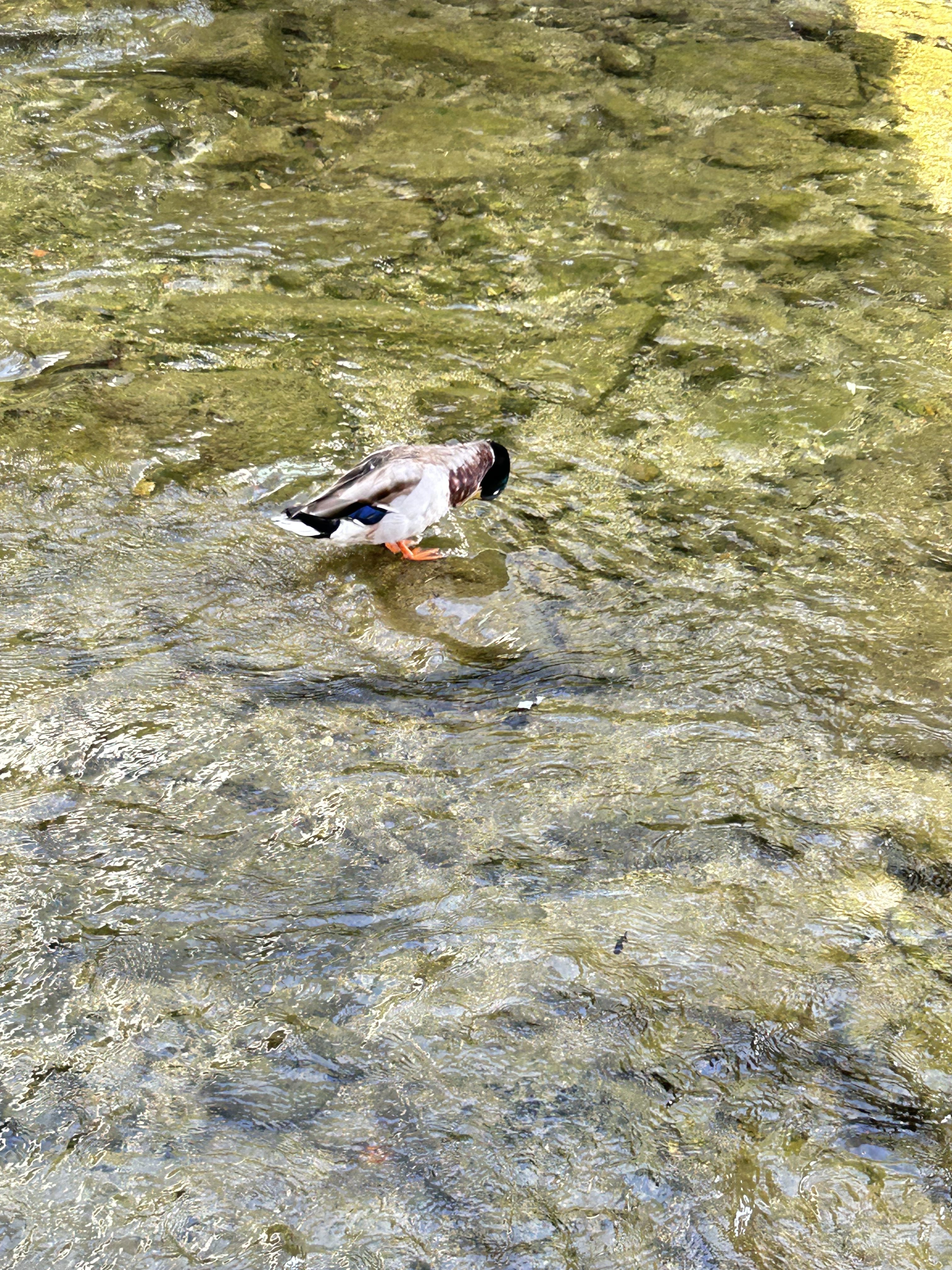 A mallard duck is standing in shallow water, pecking at the water's surface. The duck has a distinctive green head, a light brown body, and a white collar around its neck.