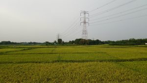A wide view of a golden-green rice field with a red and white transmission tower, bordered by trees under a hazy sky.