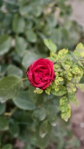 Top-down view of a single red rose in early bloom with tightly layered petals, centered against green leaves with some yellowing and spots, with a softly blurred background.