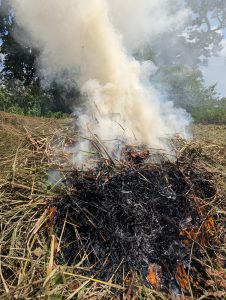 A pile of dry grass and leaves emits white smoke as it burns in a field, under a clear sky. 
