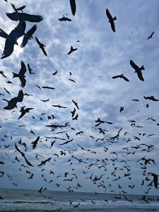 A large flock of birds fills the sky over a beach with waves, silhouetted against a cloudy backdrop.