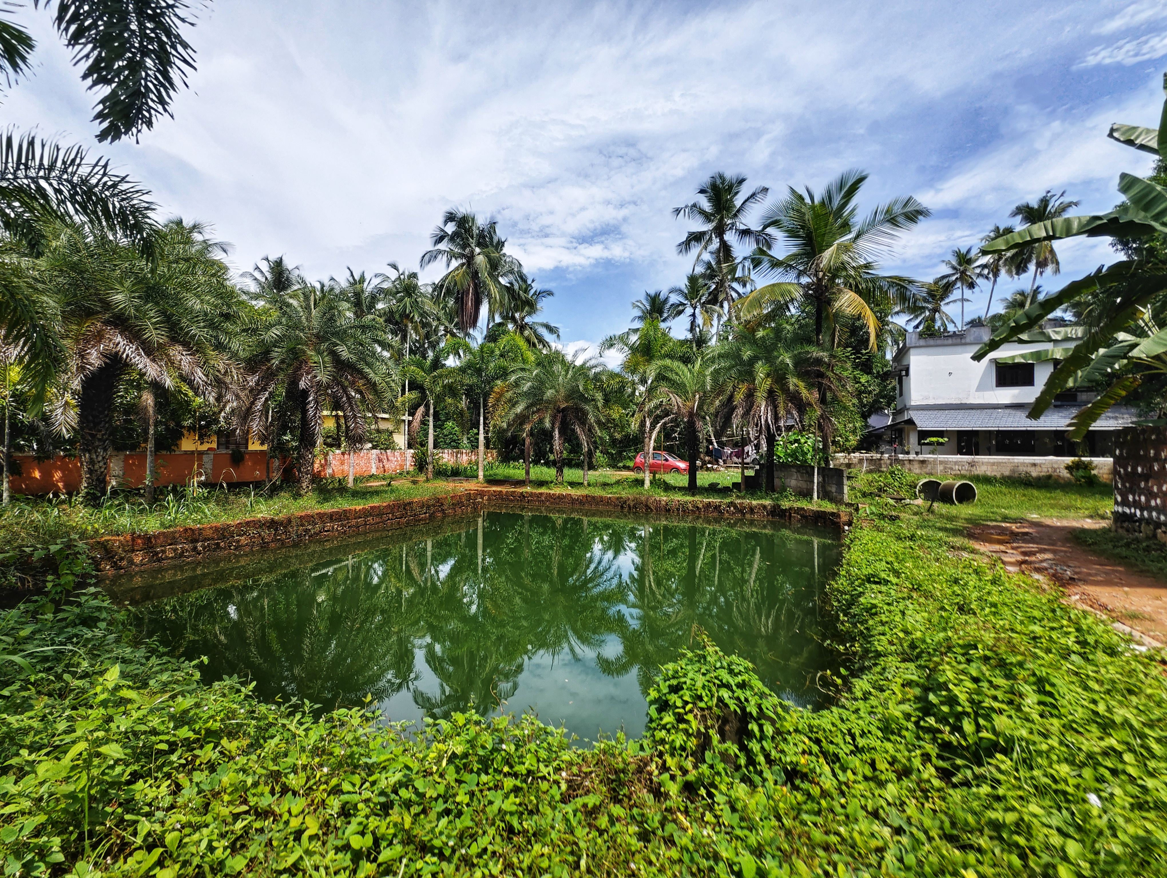 A serene landscape featuring a green pond surrounded by tall palm trees and lush vegetation.