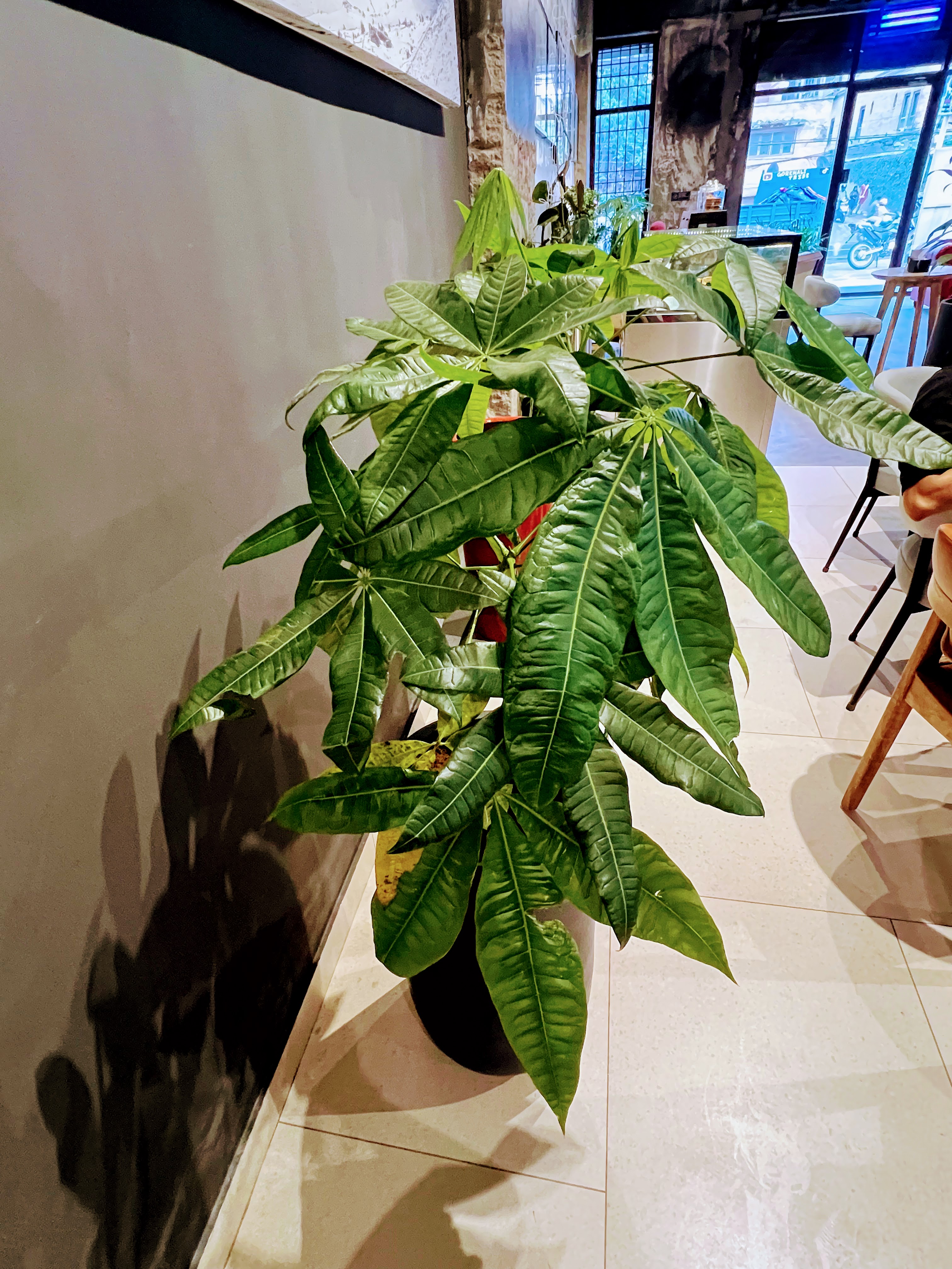 A vibrant money tree plant with large, lush green leaves sitting in a black pot inside a restaurant or cafe.