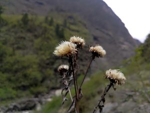 Close-up of dried wildflowers with fluffy seed heads against a blurred mountainous landscape.