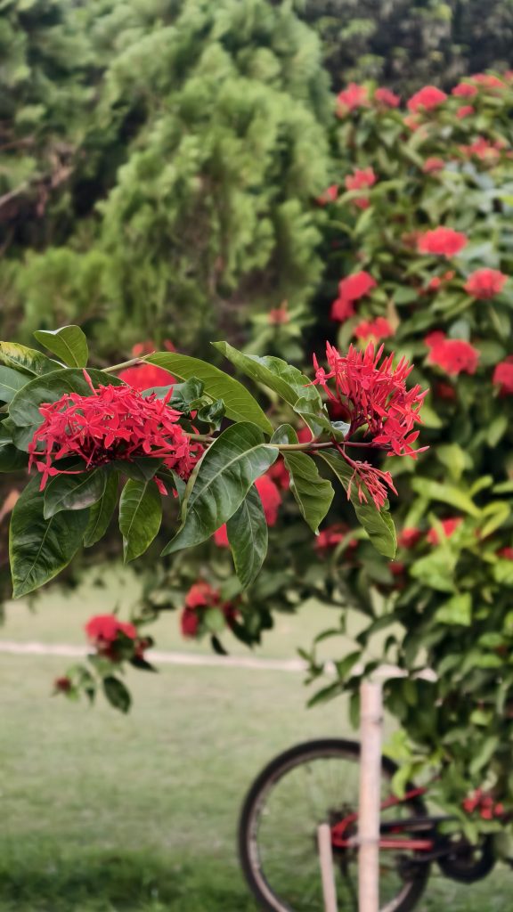 A branch of a bright red Ixora plant extends into the foreground with tightly packed red flowers and green leaves, while a blurred Ixora bush, grass lawn, and bicycle wheel appear in the background.