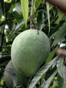 A large green mango hanging from a mango tree branch, surrounded by long dark green leaves. The mango appears fresh, healthy, and nearly ripe.
